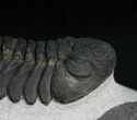 Top Quality Phacops Trilobite #7137-4
